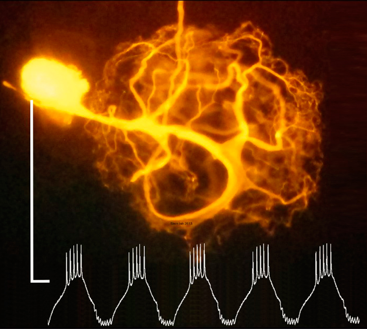 Kraken zerkalo официальный сайт
