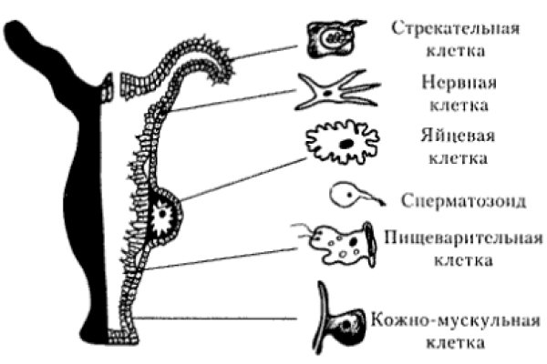 Кракен в обход